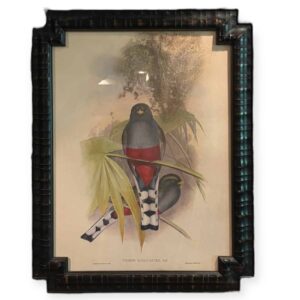 JOHN GOULD ΛΙΘΟΓΡΑΦΙΑ TROGON ROSEIGASTER